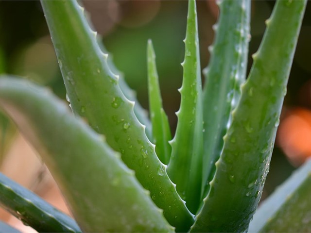 ¿Qué son las plantas crasas?