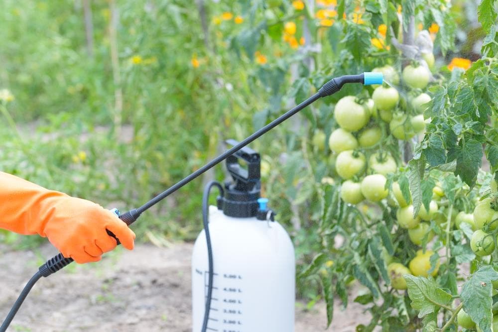 ¿Qué son los fitosanitarios y cómo usarlos correctamente para prevenir y combatir las plagas? 