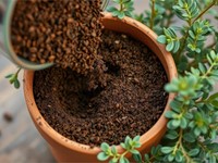 ¿Qué tipo de sustrato es mejor para tus plantas?