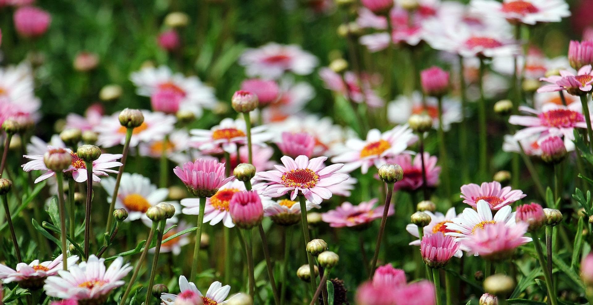¿Quiere que su jardín luzca perfecto?