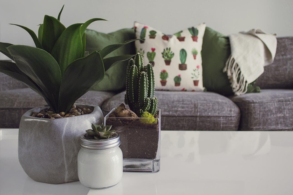 Sorprende regalando flores y plantas