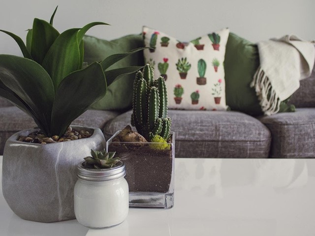 Sorprende regalando flores y plantas