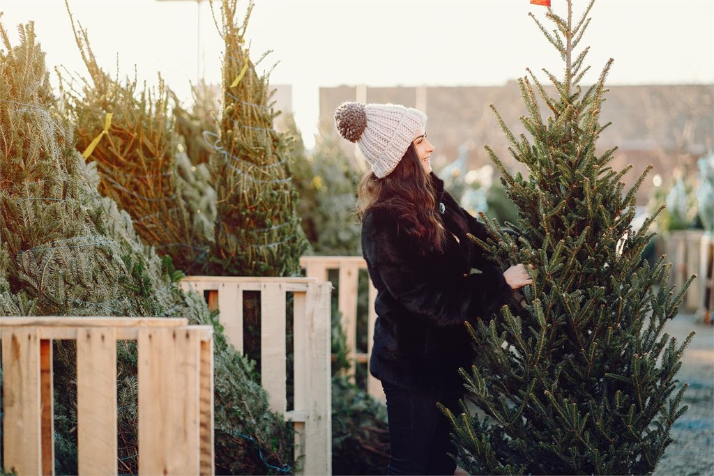 Su abeto navideño ideal en Viveros O Barreiro