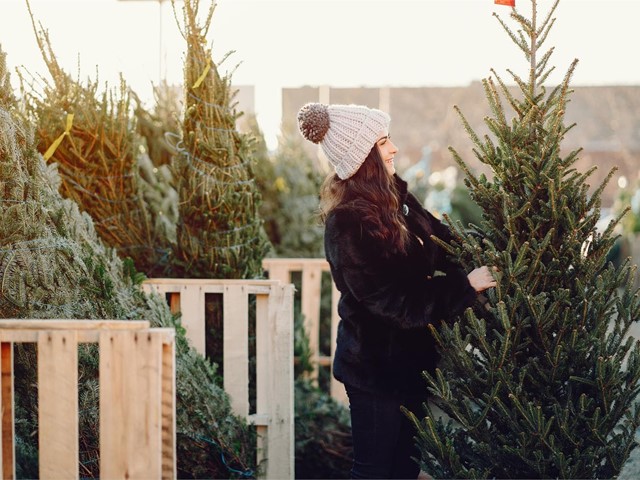 Su abeto navideño ideal en Viveros O Barreiro