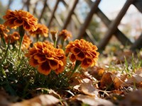 Tareas de mantenimiento de jardines en septiembre: el mes clave para preparar el otoño