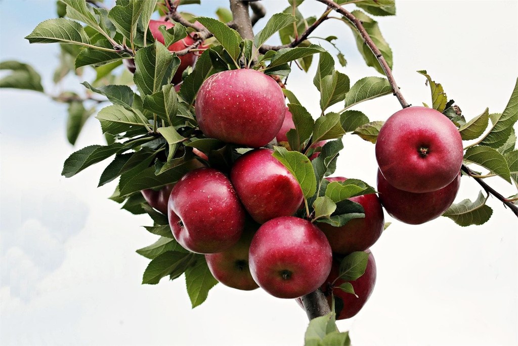 Todo lo que debe saber sobre la plantación de manzanos