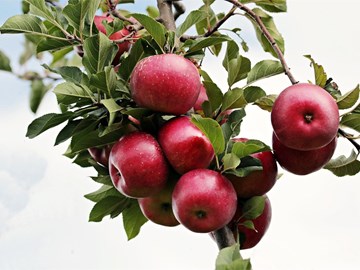 Todo lo que debe saber sobre la plantación de manzanos