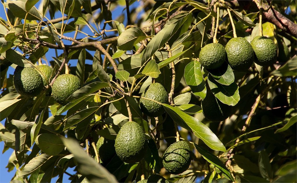 Plantación de árboles tropicales en Ribadumia y Cambados - O Barreiro