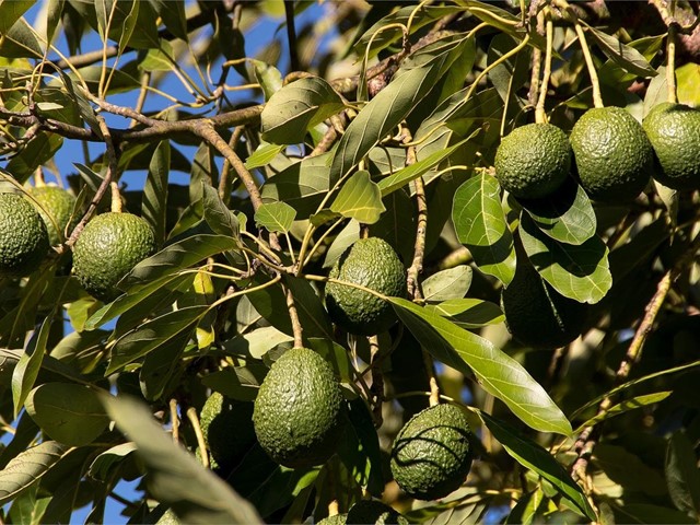 Todo lo que necesita saber para la plantación de árboles tropicales