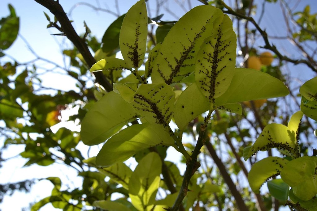 Tratamientos de frutales en invierno