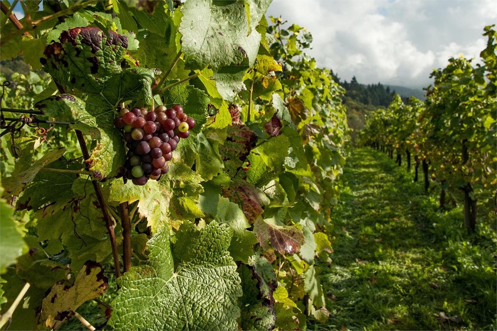 Venta de cepas de viñedo en Viveros o Barreiro