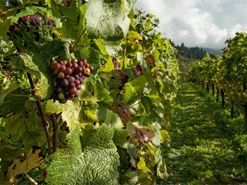 Venta de cepas de viñedo en Viveros o Barreiro